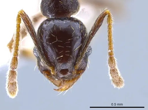 Pheidole mackayi specimen JTLC000007342 image jtlc000007342_2