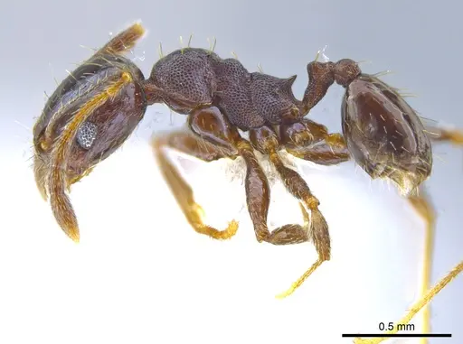 Pheidole mackayi specimen JTLC000007342 image jtlc000007342_3