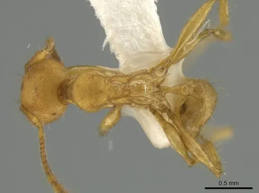 Pheidole macracantha specimen JTLC000016443 image jtlc000016443_1