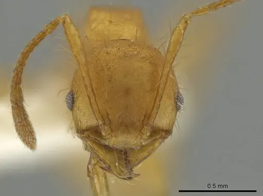 Pheidole macracantha specimen JTLC000016443 image jtlc000016443_2