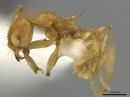 Pheidole macracantha specimen JTLC000016443 image jtlc000016443_3