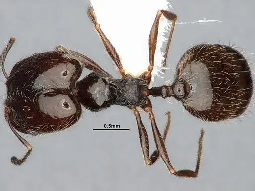 Pheidole macrops specimen CASENT4031426 image casent4031426_1