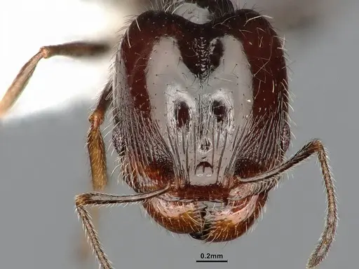 Pheidole macrops specimen CASENT4031426 image casent4031426_2