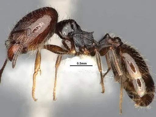 Pheidole macrops specimen CASENT4031426 image casent4031426_3