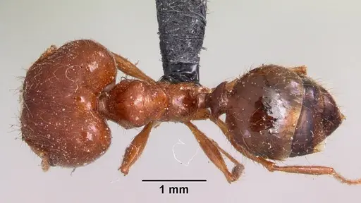 Pheidole madecassa specimen CASENT0101707 image casent0101707_1