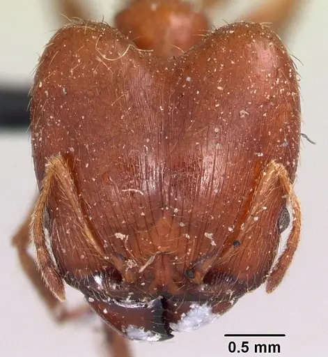Pheidole madecassa specimen CASENT0101707 image casent0101707_2