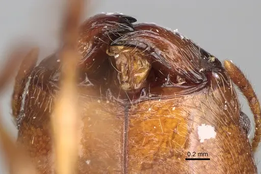 Pheidole madecassa specimen CASENT0101707 image casent0101707_3
