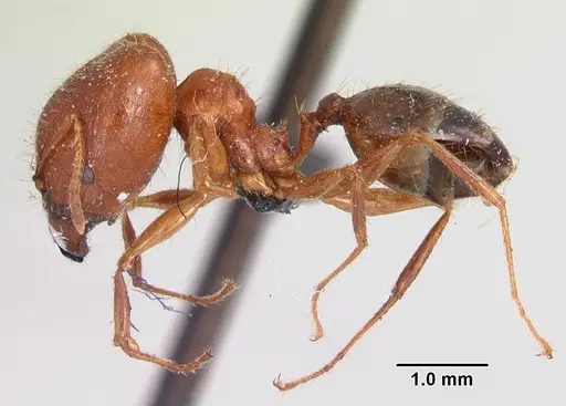 Pheidole madecassa specimen CASENT0101707 image casent0101707_4