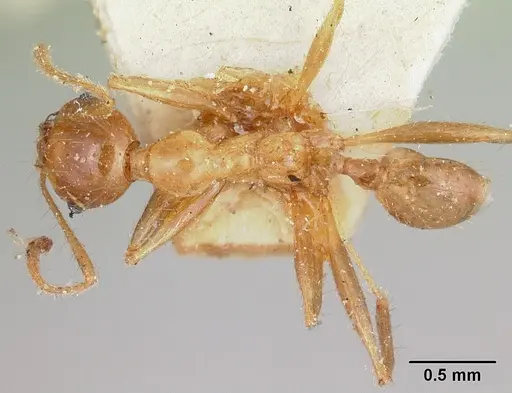 Pheidole madecassa specimen CASENT0101897 image casent0101897_1
