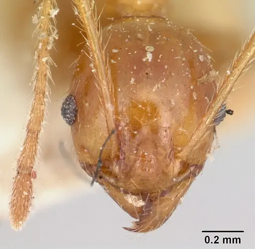 Pheidole madecassa specimen CASENT0101897 image casent0101897_2