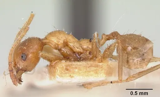 Pheidole madecassa specimen CASENT0101897 image casent0101897_3