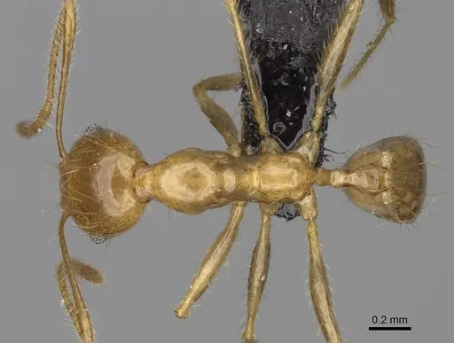 Pheidole madecassa specimen CASENT0162735 image casent0162735_1