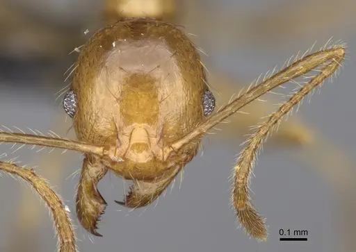 Pheidole madecassa specimen CASENT0162735 image casent0162735_2
