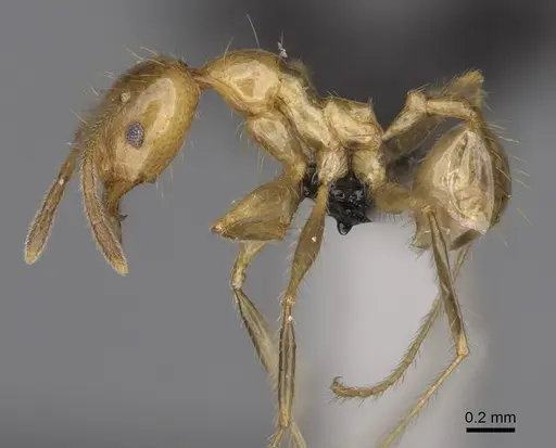 Pheidole madecassa specimen CASENT0162735 image casent0162735_3