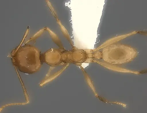Pheidole madecassa specimen CASENT0235032 image casent0235032_1
