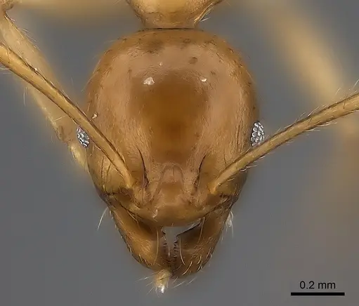 Pheidole madecassa specimen CASENT0235032 image casent0235032_2