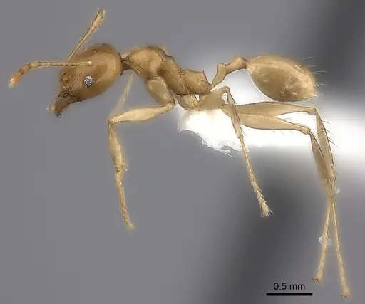 Pheidole madecassa specimen CASENT0235032 image casent0235032_3