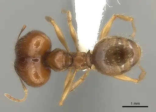Pheidole madecassa specimen CASENT0235033 image casent0235033_1