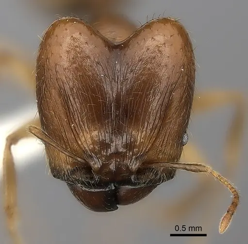 Pheidole madecassa specimen CASENT0235033 image casent0235033_2