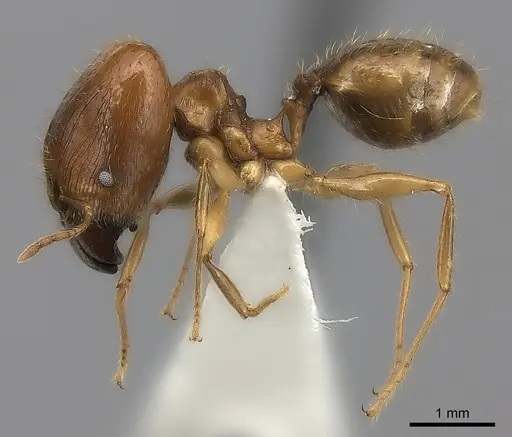 Pheidole madecassa specimen CASENT0235033 image casent0235033_3