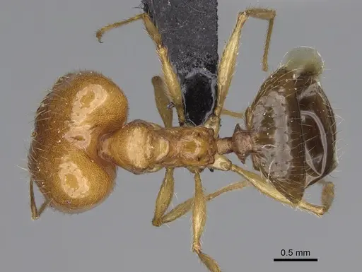 Pheidole madecassa specimen CASENT0923255 image casent0923255_1