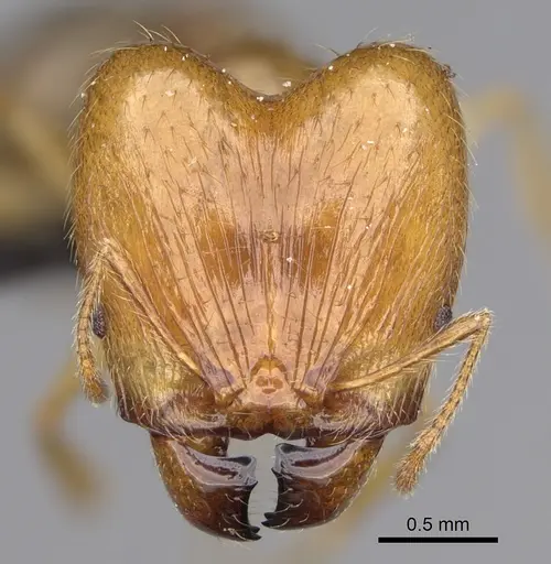Pheidole madecassa specimen CASENT0923255 image casent0923255_2