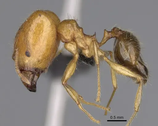 Pheidole madecassa specimen CASENT0923255 image casent0923255_4