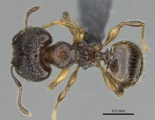 Pheidole madinika specimen CASENT0808089 image casent0808089_1