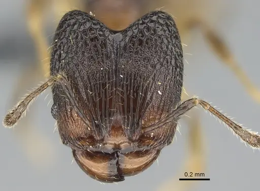 Pheidole madinika specimen CASENT0808089 image casent0808089_2