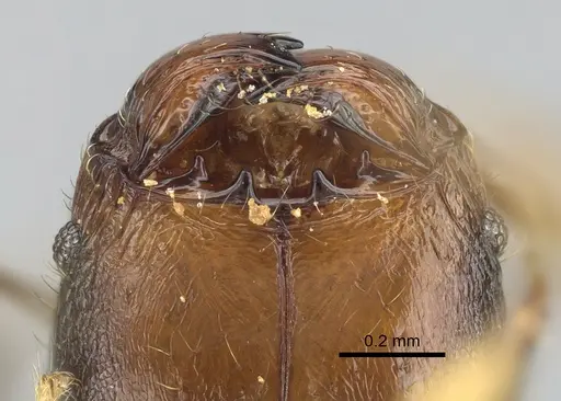 Pheidole madinika specimen CASENT0808089 image casent0808089_3