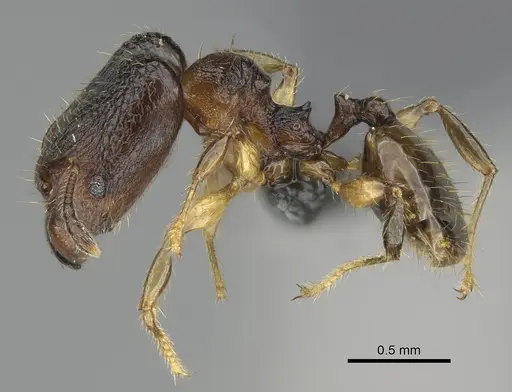 Pheidole madinika specimen CASENT0808089 image casent0808089_4
