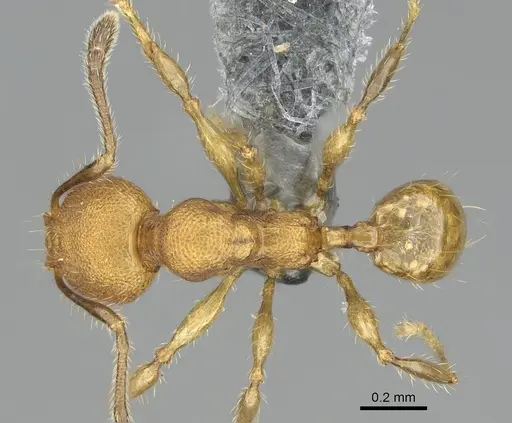 Pheidole madinika specimen CASENT0923166 image casent0923166_1