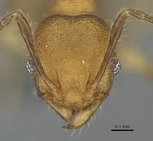 Pheidole madinika specimen CASENT0923166 image casent0923166_2