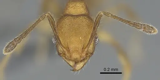 Pheidole madinika specimen CASENT0923166 image casent0923166_3