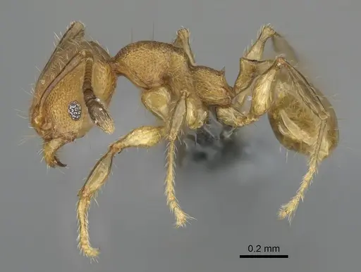 Pheidole madinika specimen CASENT0923166 image casent0923166_4