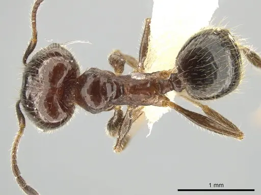 Pheidole madrensis specimen JTLC000010746 image jtlc000010746_1