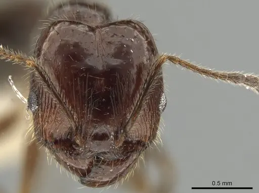 Pheidole madrensis specimen JTLC000010746 image jtlc000010746_2