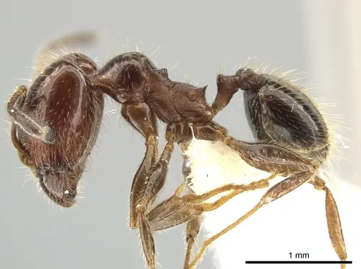 Pheidole madrensis specimen JTLC000010746 image jtlc000010746_3