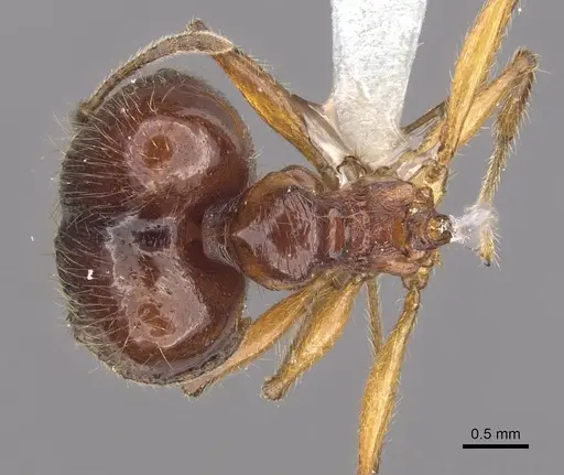Pheidole magna specimen CASENT0905883 image casent0905883_1