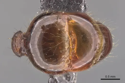 Pheidole magna specimen CASENT0905883 image casent0905883_2
