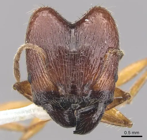 Pheidole magna specimen CASENT0905883 image casent0905883_3