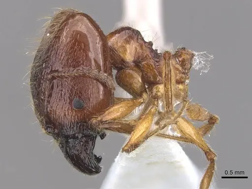 Pheidole magna specimen CASENT0905883 image casent0905883_4