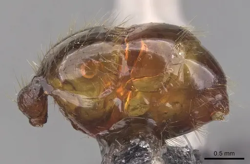 Pheidole magna specimen CASENT0905883 image casent0905883_5