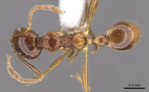 Pheidole magna specimen CASENT0905884 image casent0905884_1