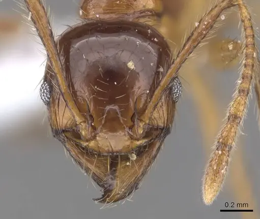 Pheidole magna specimen CASENT0905884 image casent0905884_2