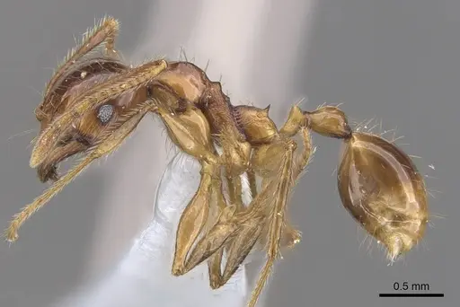 Pheidole magna specimen CASENT0905884 image casent0905884_3