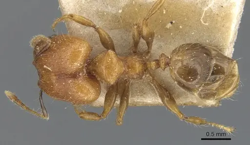 Pheidole magrettii specimen CASENT0904239 image casent0904239_1