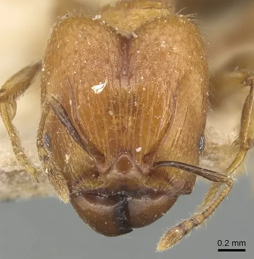 Pheidole magrettii specimen CASENT0904239 image casent0904239_2