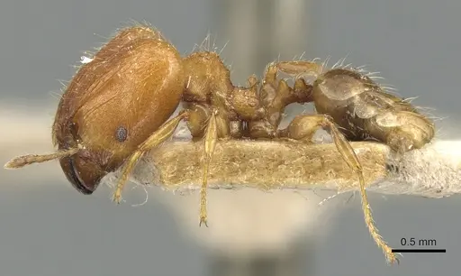 Pheidole magrettii specimen CASENT0904239 image casent0904239_3
