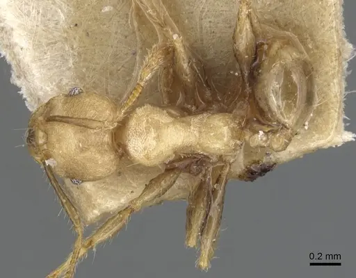 Pheidole magrettii specimen CASENT0904240 image casent0904240_1